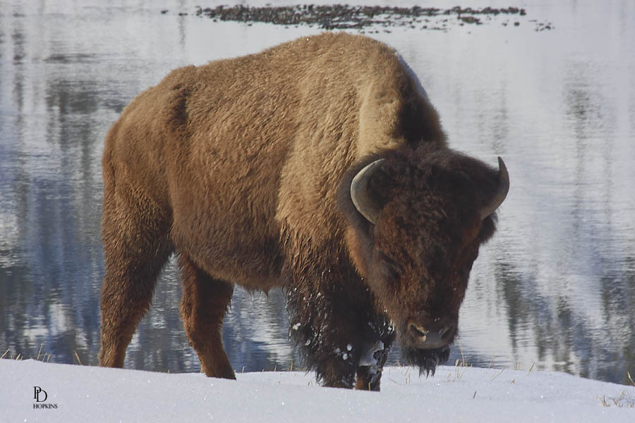 Bison_1