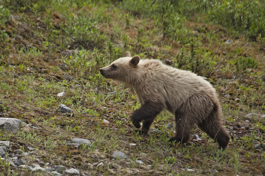 Baby Griz_1