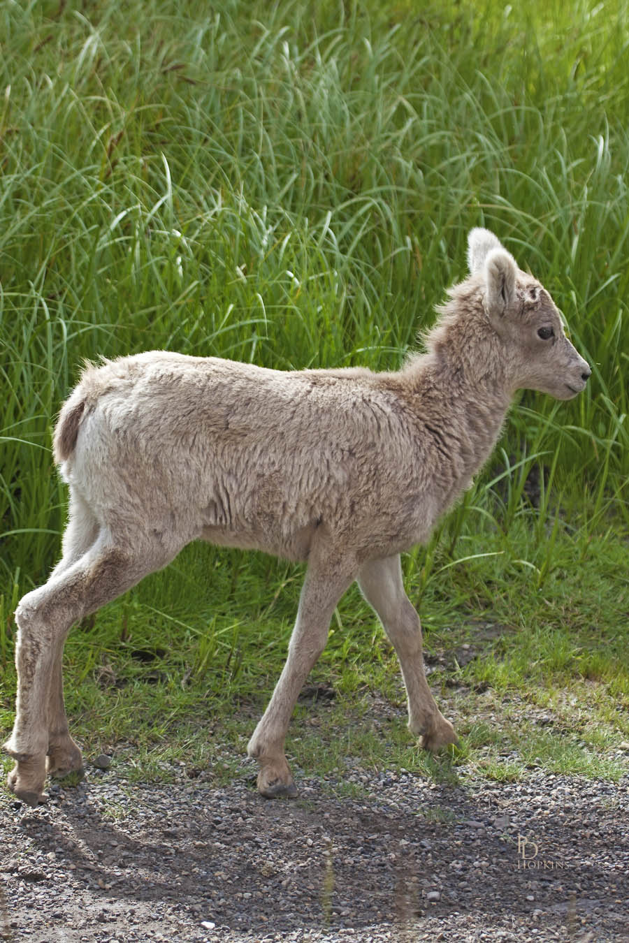 Baby Sheep_1
