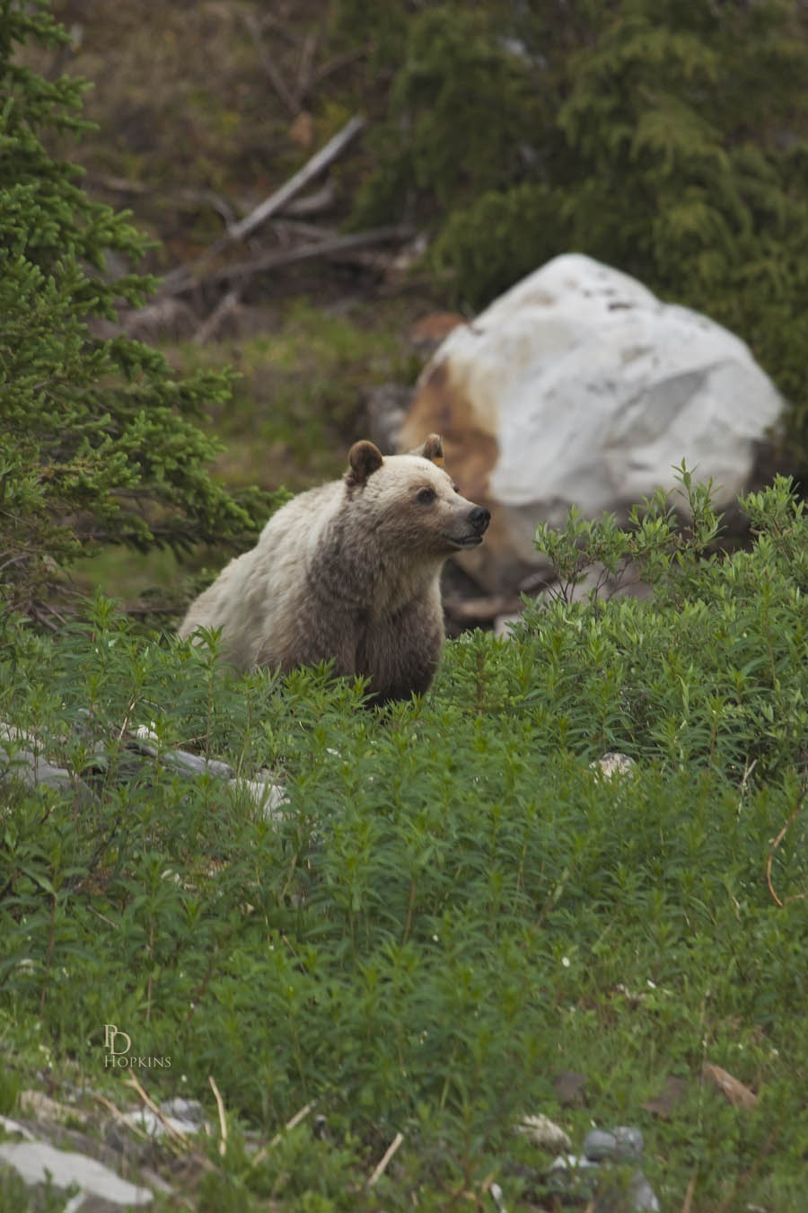 Blonde Grizzly_2