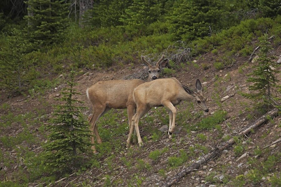 Buck & Doe_1