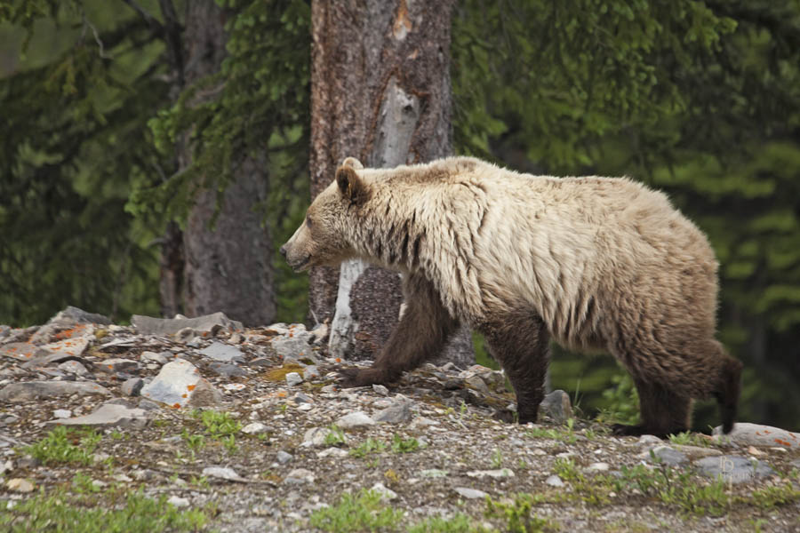 Momma Griz_1