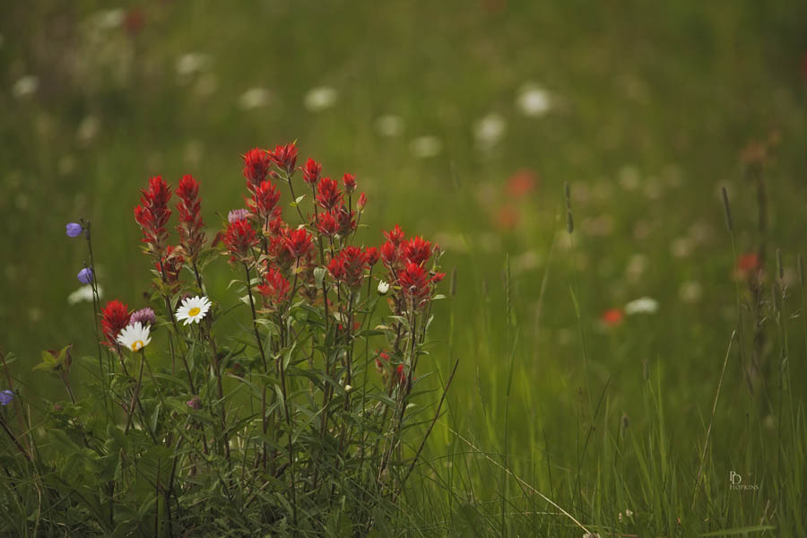 Summertime Mountain Bouquet_1